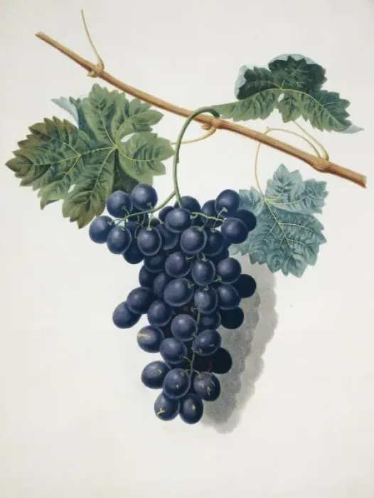 Framed Print : Vitis sp. black grape Framed Print : Vitis sp. black grape