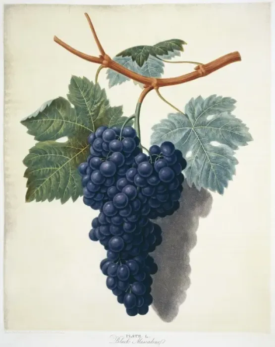 Framed Print : Vitis sp. black muscadine grape Framed Print : Vitis sp. black muscadine grape