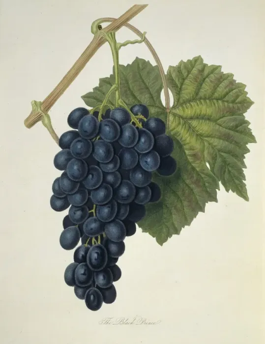 Framed Print : Vitis sp. grape (Black Prince Grape) Framed Print : Vitis sp. grape (Black Prince Grape)