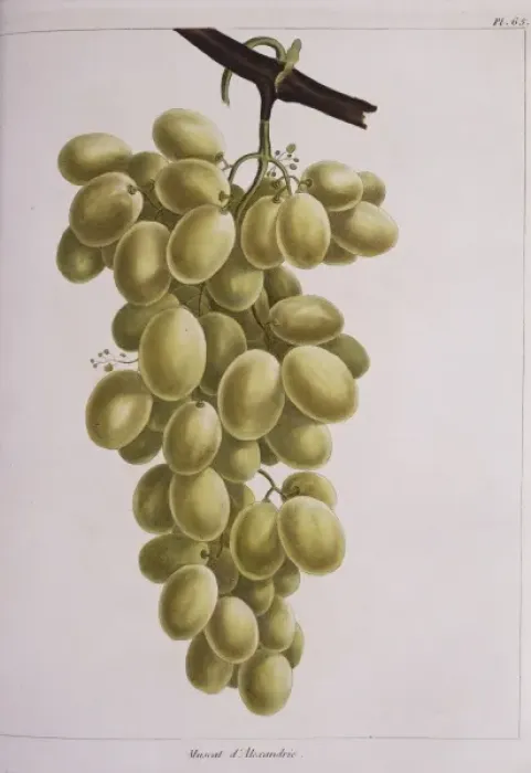 Framed Print : Vitis sp. grapes Framed Print : Vitis sp. grapes