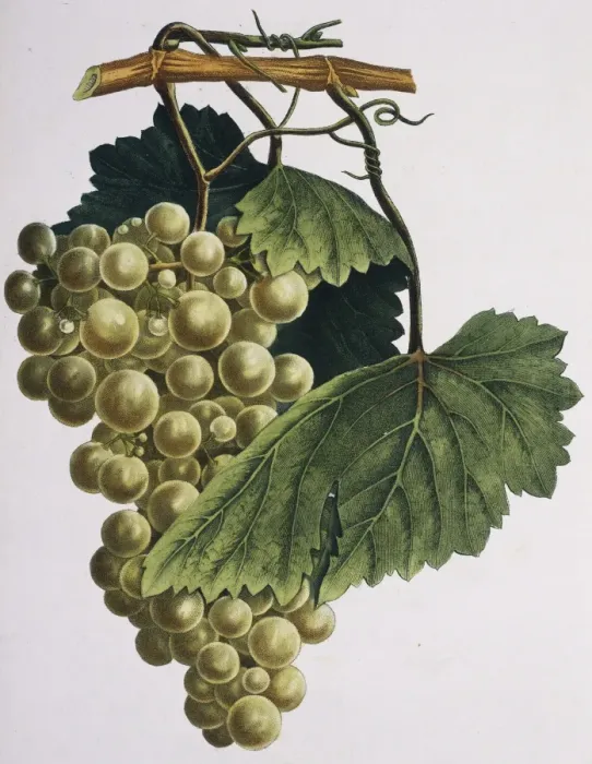 Framed Print : Vitis sp. grapes Framed Print : Vitis sp. grapes