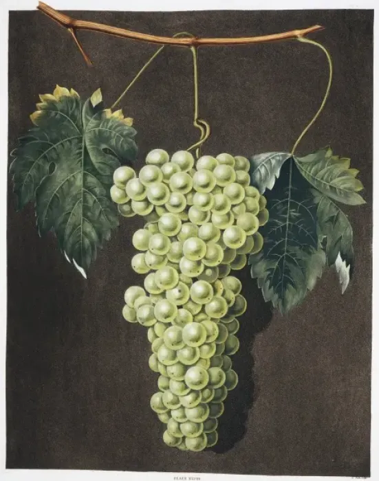 Framed Print : Vitis sp. royal muscadine grape Framed Print : Vitis sp. royal muscadine grape