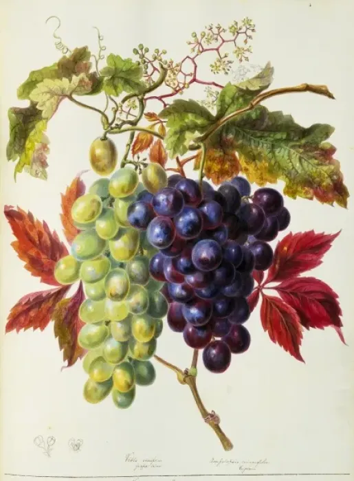 Framed Print : Vitis sp. vine grapes Framed Print : Vitis sp. vine grapes