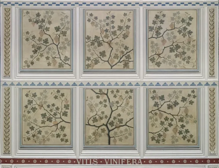 Framed Print : Vitis vinifera, grape Framed Print : Vitis vinifera, grape