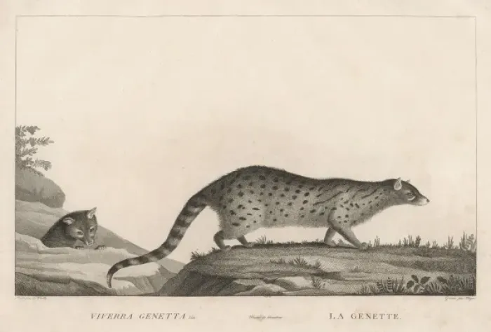 Framed Print : GENET. VIVERRA GENETTA (or genetta vulgaris) - this variety is found in Framed Print : GENET. VIVERRA GENETTA (or genetta vulgaris) - this variety is found in