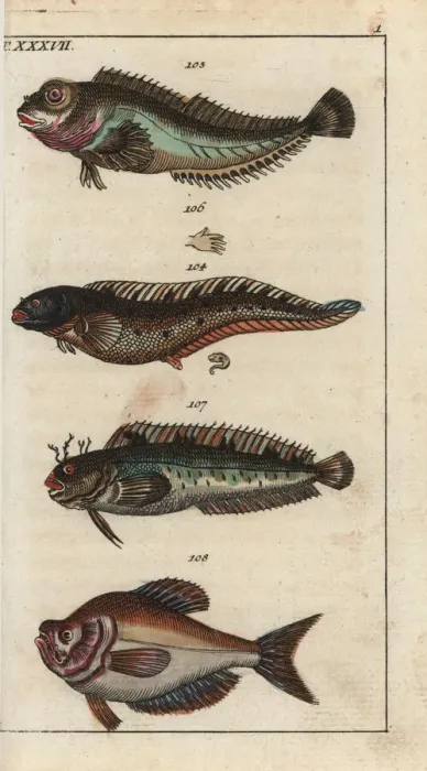 Framed Print : Viviparous blenny, shanny, tompot blenny and Indian humphead Framed Print : Viviparous blenny, shanny, tompot blenny and Indian humphead