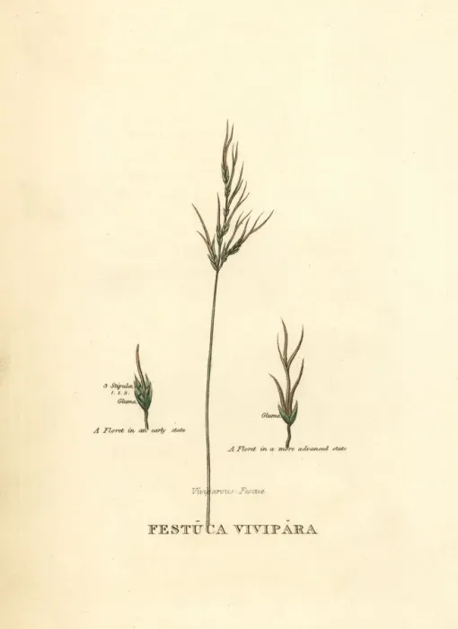 Framed Print : Viviparous sheeps fescue, Festuca vivipara Framed Print : Viviparous sheeps fescue, Festuca vivipara
