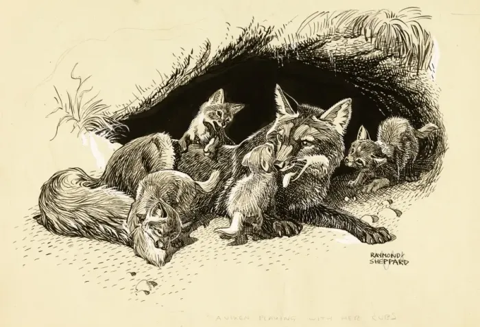 Framed Print : A vixen with her cubs Framed Print : A vixen with her cubs