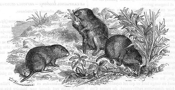 Voles and vegetables