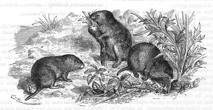 Framed Print : Voles and vegetables Framed Print : Voles and vegetables