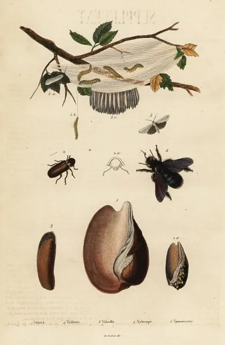 Framed Print : Volute, beetle, carpenter bee and moth Framed Print : Volute, beetle, carpenter bee and moth