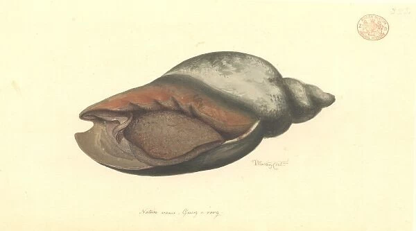 Volute shell