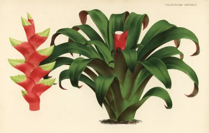 Framed Print : Vriesea heliconioides