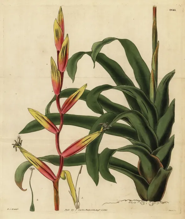 Framed Print : Vriesea psittacina Framed Print : Vriesea psittacina