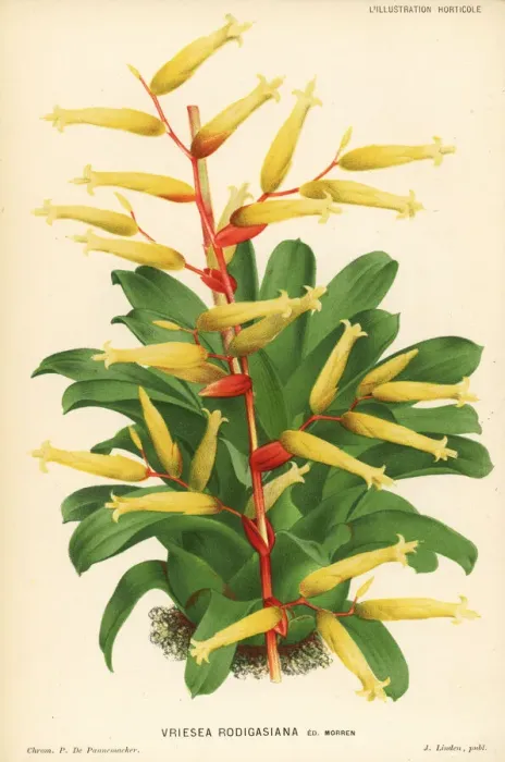 Framed Print : Vriesea rodigasiana Framed Print : Vriesea rodigasiana