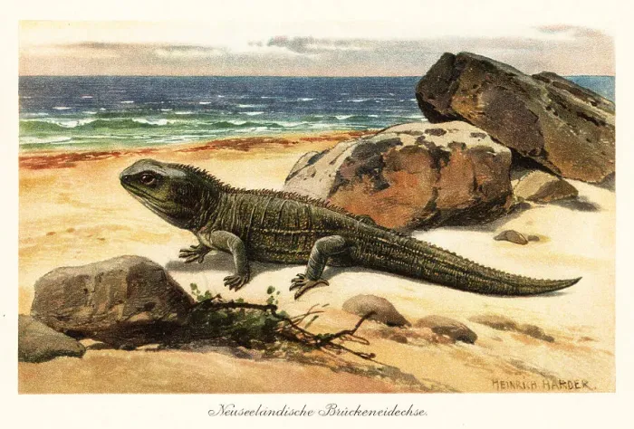 Framed Print : Vulnerable tuatara, Sphenodon punctatus, on the shore