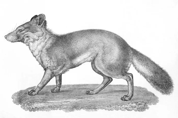 Framed Print : Vulpes Littoralis Framed Print : Vulpes Littoralis