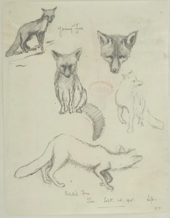Framed Print : Vulpes vulpes, red fox Framed Print : Vulpes vulpes, red fox