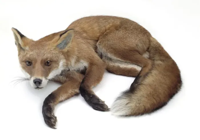 Framed Print : Vulpes vulpes, a red fox Framed Print : Vulpes vulpes, a red fox