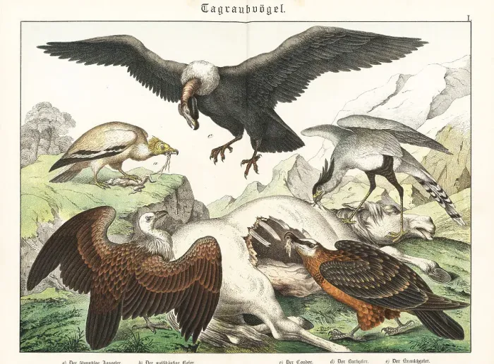 Framed Print : Vultures and condor on a horse carcass Framed Print : Vultures and condor on a horse carcass