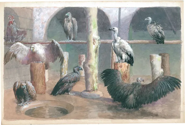 Framed Print : Vultures at London Zoo Framed Print : Vultures at London Zoo