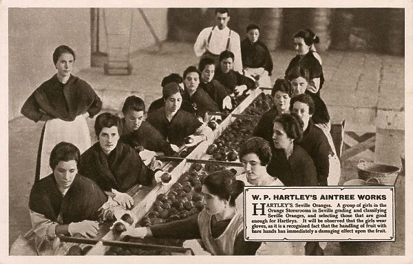 W. P. Hartleys Aintree Works - Grading Seville oranges