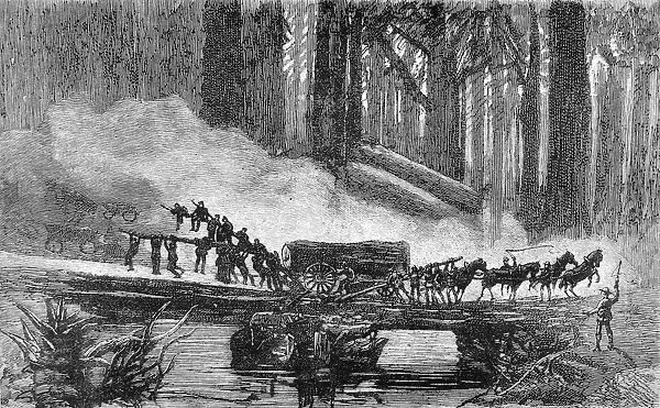 A wagon breakdown in the Redwood Forest, California, 1884