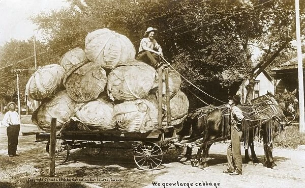 A wagon laden with remarkable giant cabbages