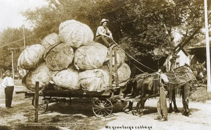 Framed Print : A wagon laden with remarkable giant cabbages Framed Print : A wagon laden with remarkable giant cabbages