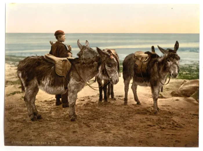 Framed Print : Waiting for a job (donkeys), England Framed Print : Waiting for a job (donkeys), England
