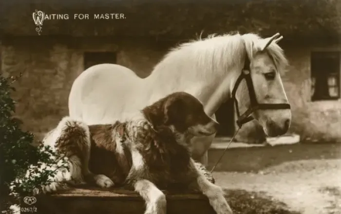 Framed Print : Waiting For Master Framed Print : Waiting For Master