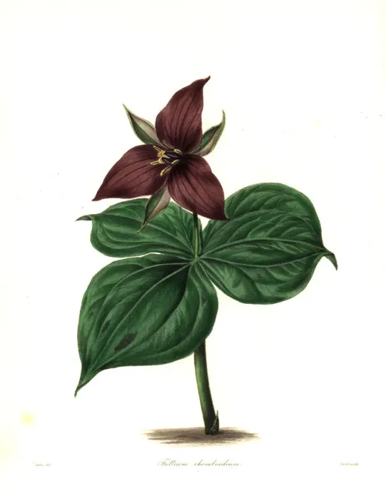 Framed Print : Wake robin or stinking benjamin, Trillium erectum Framed Print : Wake robin or stinking benjamin, Trillium erectum