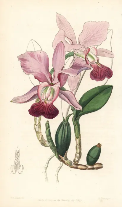 Framed Print : Walkers cattleya orchid, Cattleya walkeriana Framed Print : Walkers cattleya orchid, Cattleya walkeriana