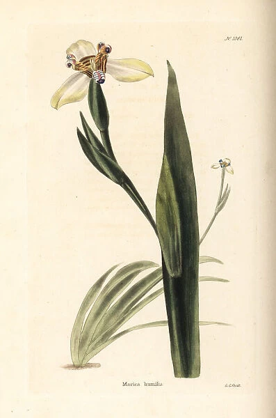 Walking iris, Neomarica humilis