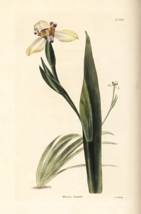 Framed Print : Walking iris, Neomarica humilis Framed Print : Walking iris, Neomarica humilis