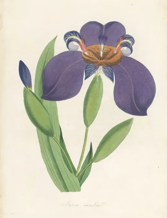 Framed Print : Walking iris, Trimezia coerulea Framed Print : Walking iris, Trimezia coerulea