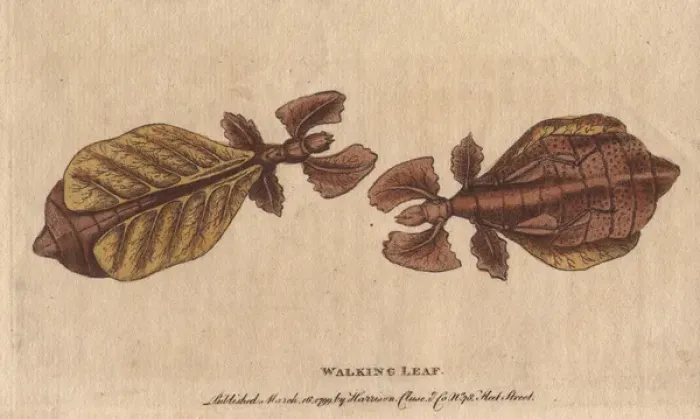 Framed Print : Walking leaf insect, Phyllium siccifolium Framed Print : Walking leaf insect, Phyllium siccifolium