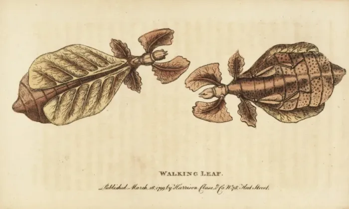 Framed Print : Walking leaf insect, Phyllium species Framed Print : Walking leaf insect, Phyllium species
