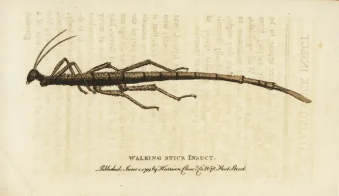 Framed Print : Walking stick insect Framed Print : Walking stick insect