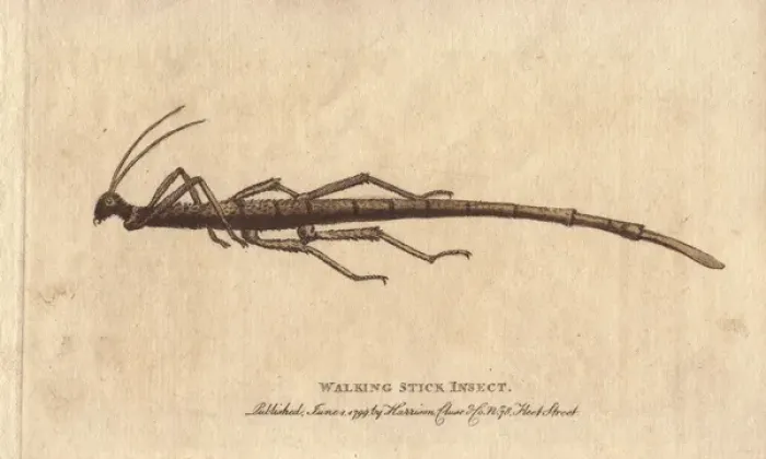 Framed Print : Walking stick insect from the Cape of Good Framed Print : Walking stick insect from the Cape of Good