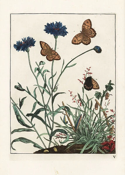 Wall butterfly, Lasiommata megera, on cornflower