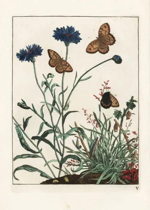 Framed Print : Wall butterfly, Lasiommata megera, on cornflower Framed Print : Wall butterfly, Lasiommata megera, on cornflower