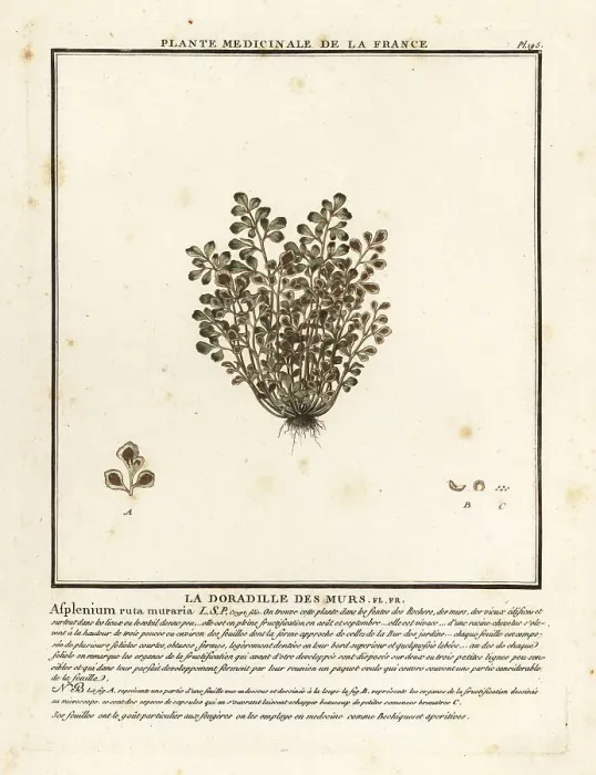 Framed Print : Wall-rue, Asplenium ruta-muraria Framed Print : Wall-rue, Asplenium ruta-muraria