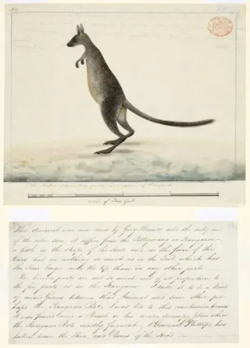 Framed Print : Wallabia bicolor, swamp wallaby Framed Print : Wallabia bicolor, swamp wallaby