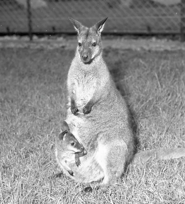 Framed Print : Wallaby with Joey Framed Print : Wallaby with Joey