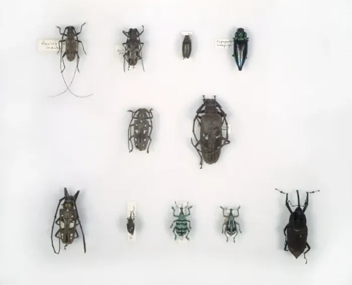 Framed Print : Wallaces beetles Framed Print : Wallaces beetles