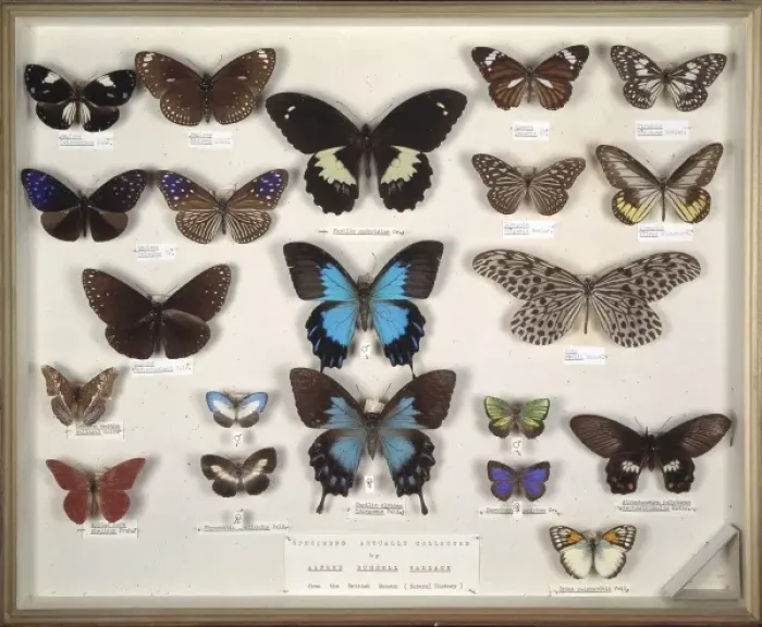 Framed Print : Wallaces butterflies Framed Print : Wallaces butterflies