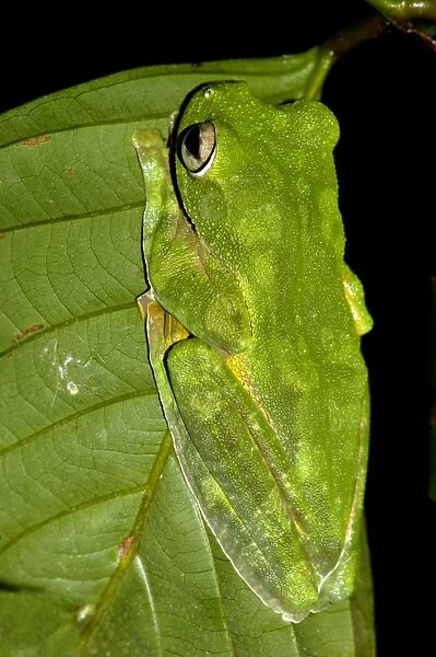 A Wallaces Flying Frog hides in a leaf in undergrowth