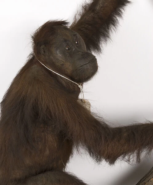 Wallaces Orang Utan. Pongo pygmaeus, bornean orangutan specimen