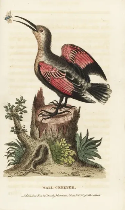 Framed Print : Wallcreeper, Tichodroma muraria Framed Print : Wallcreeper, Tichodroma muraria
